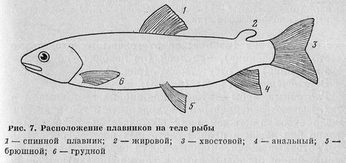 Рыбы Подмосковья - _6.jpg