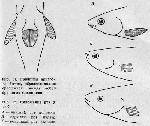 Рыбы Подмосковья - _10.jpg