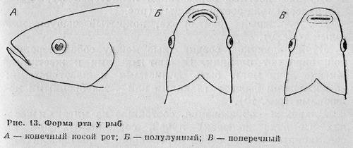 Рыбы Подмосковья - _11.jpg