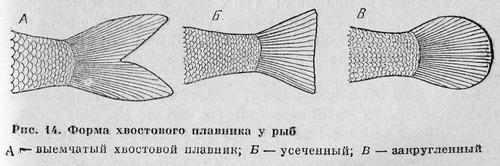 Рыбы Подмосковья - _12.jpg