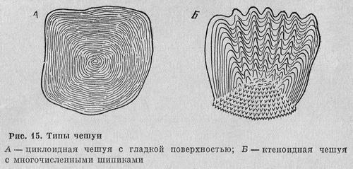 Рыбы Подмосковья - _13.jpg