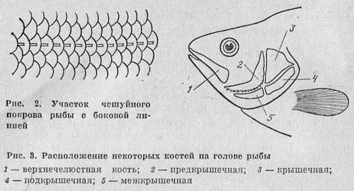 Рыбы Подмосковья - _2.jpg