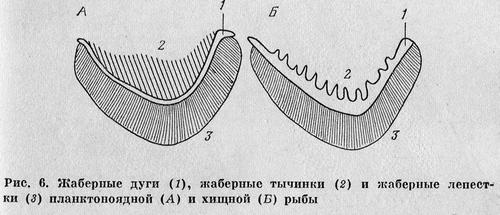 Рыбы Подмосковья - _5.jpg