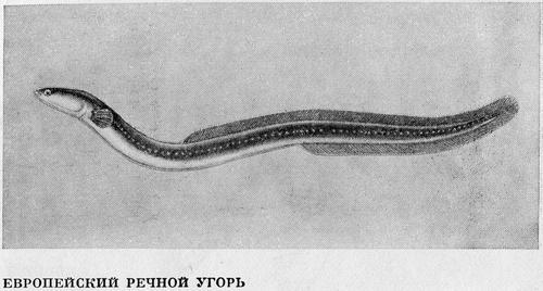 Рыбы Подмосковья - _52.jpg