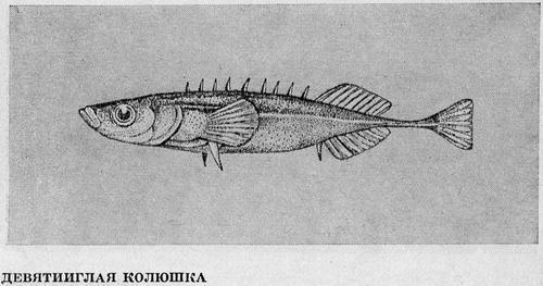 Рыбы Подмосковья - _60.jpg