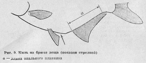 Рыбы Подмосковья - _8.jpg