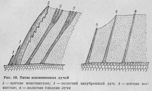 Рыбы Подмосковья - _9.jpg