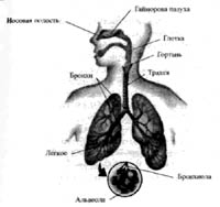 Пранаяма. Сознательный способ дыхания. - pic_4.jpg