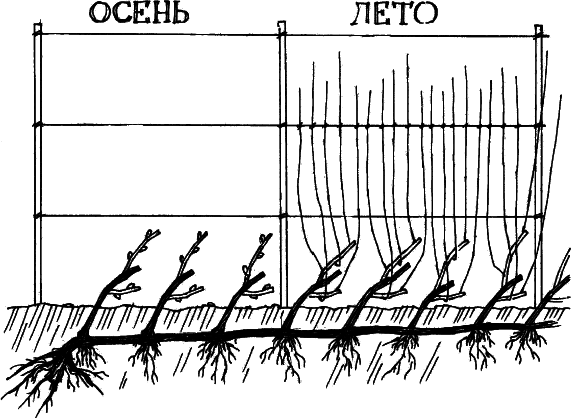 Все о саде и огороде - _3.png