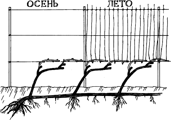 Все о саде и огороде - _4.png