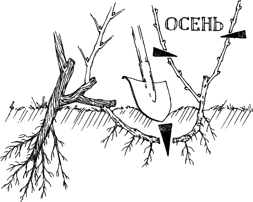 Все о саде и огороде - _6.png