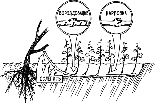 Все о саде и огороде - _7.png