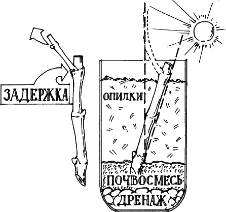 Все о саде и огороде - _13.png