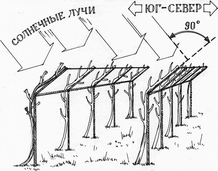 Все о саде и огороде - _41.png