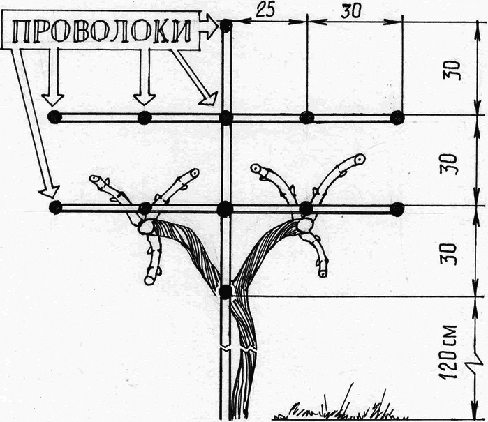 Все о саде и огороде - _53.png