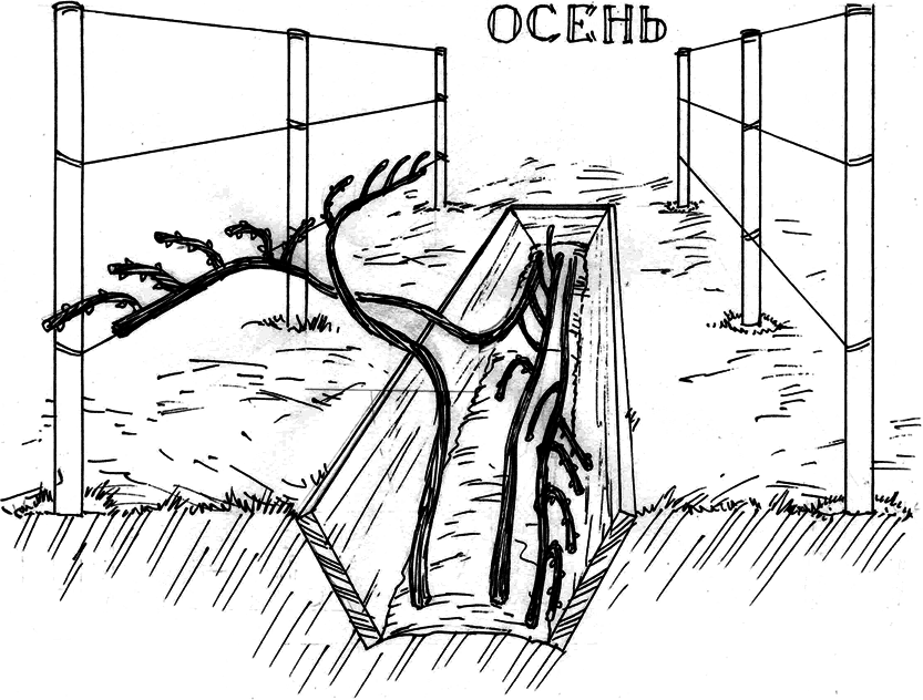 Все о саде и огороде - _59.png