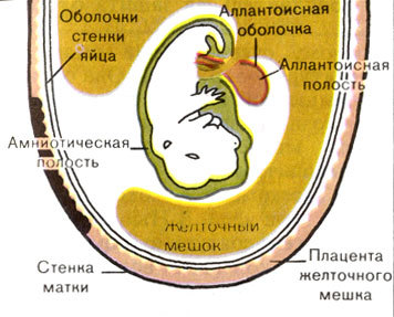 Жизнь до человека - _117.jpg