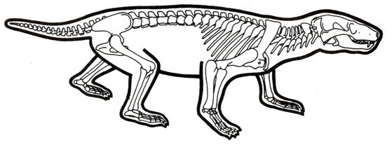 Жизнь до человека - _91.jpg
