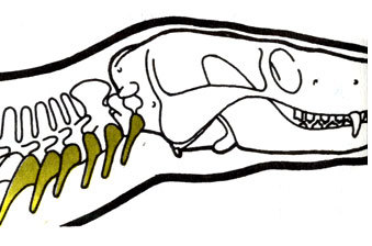 Жизнь до человека - _92.jpg