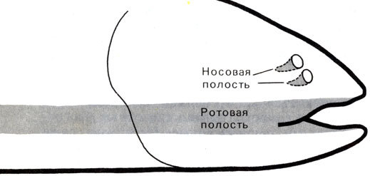 Жизнь до человека - _131.jpg