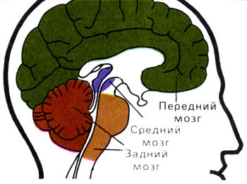 Жизнь до человека - _136.jpg