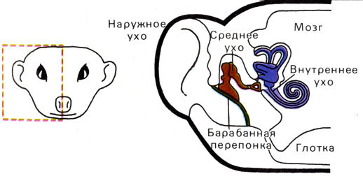 Жизнь до человека - _139.jpg