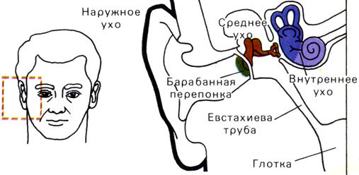 Жизнь до человека - _140.jpg