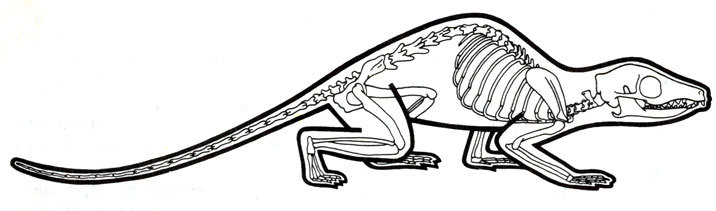 Жизнь до человека - _93.jpg