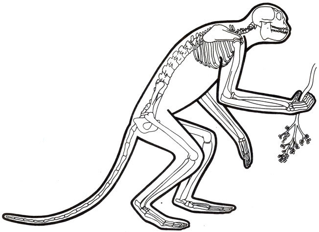 Жизнь до человека - _95.jpg