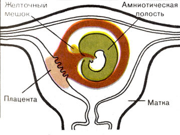 Жизнь до человека - _120.jpg