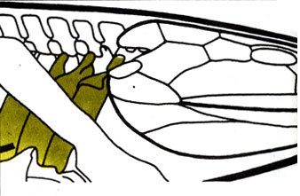 Жизнь до человека - _90.jpg