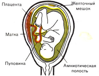 Жизнь до человека - _121.jpg