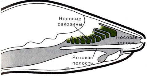 Жизнь до человека - _137.jpg