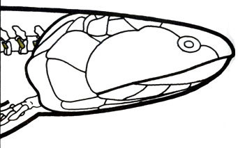 Жизнь до человека - _88.jpg
