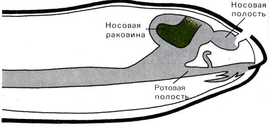 Жизнь до человека - _132.jpg