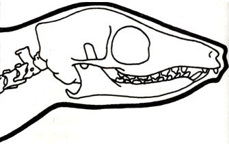 Жизнь до человека - _94.jpg