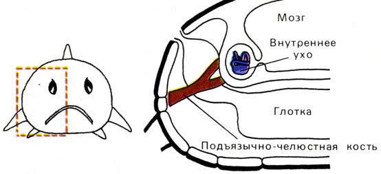 Жизнь до человека - _133.jpg