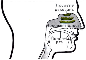 Жизнь до человека - _138.jpg