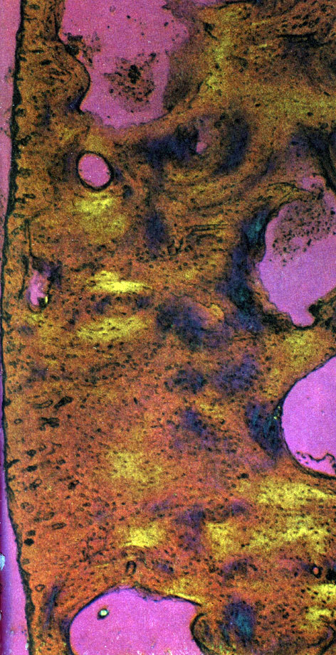 Неандертальцы - _51.jpg