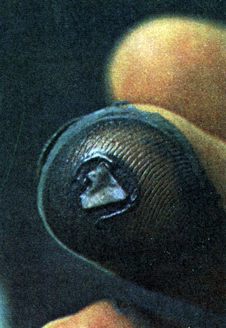 Неандертальцы - _46.jpg