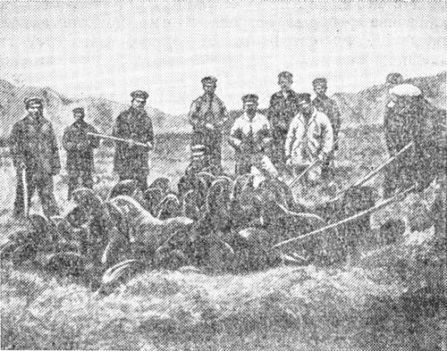 Морские львы и котики - i_025.jpg