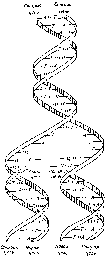 Что вы знаете о своей наследственности? - i_005.png