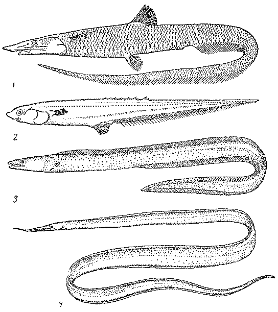 Рыбы открытого океана - doc2fb_image_03000031.png