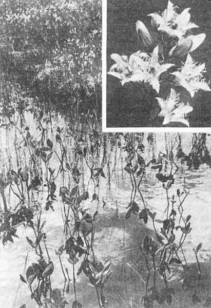 Аптека на болоте - i_006.jpg