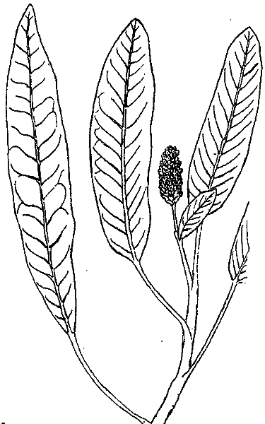 Аптека на болоте - i_007.png