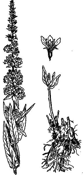 Аптека на болоте - i_010.png