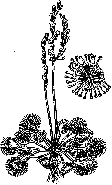 Аптека на болоте - i_022.png