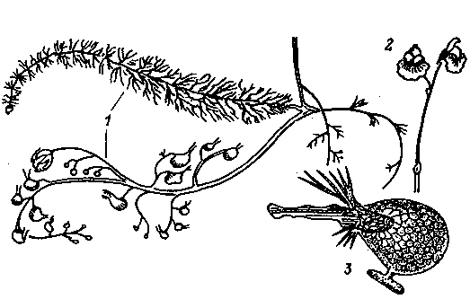 Аптека на болоте - i_023.png