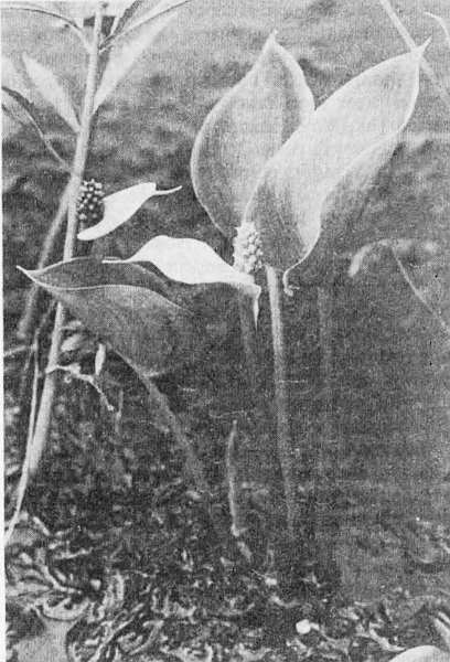 Аптека на болоте - i_030.jpg