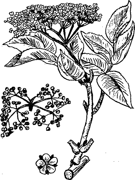 Аптека на болоте - i_033.png